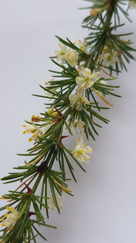 Asparagus africanus (Wild asparagus) — photo