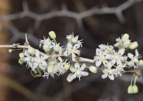 Asparagus albus (White Asparagus) — photo