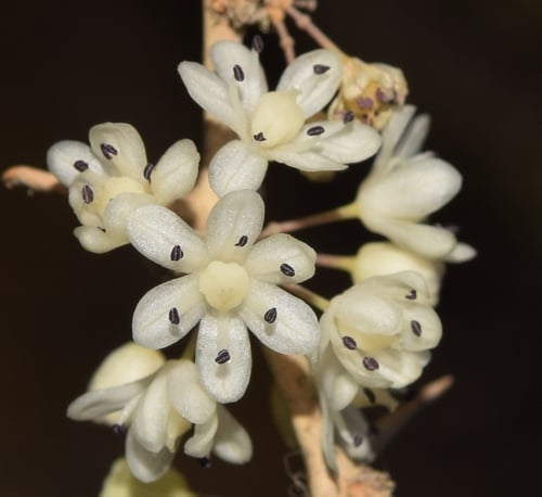Asparagus albus