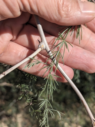 Asparagus altissimus — photo