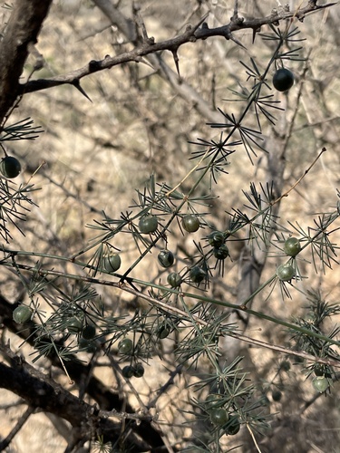 Asparagus altissimus