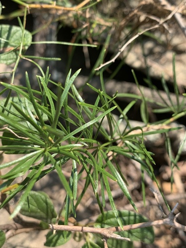 Asparagus angusticladus (Wild asparagus) — photo