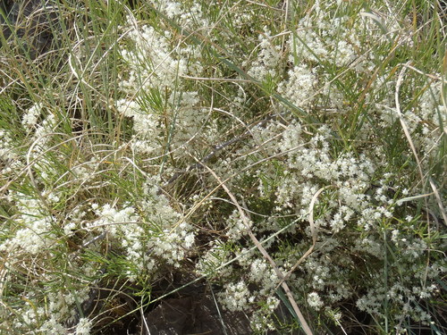 Asparagus angusticladus (Wild asparagus) — photo