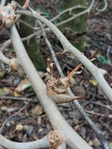 Asparagus angusticladus