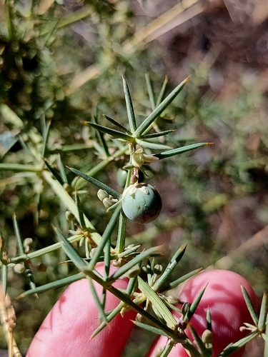 Asparagus aphyllus (Prickly asparagus) — photo