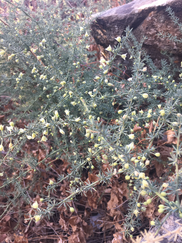 Asparagus aphyllus (Prickly asparagus) — photo