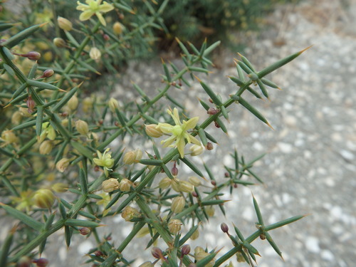 Asparagus aphyllus