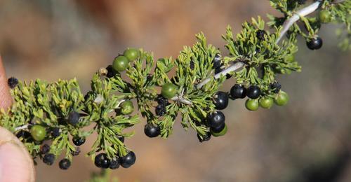 Asparagus burchellii (Katbossie) — photo