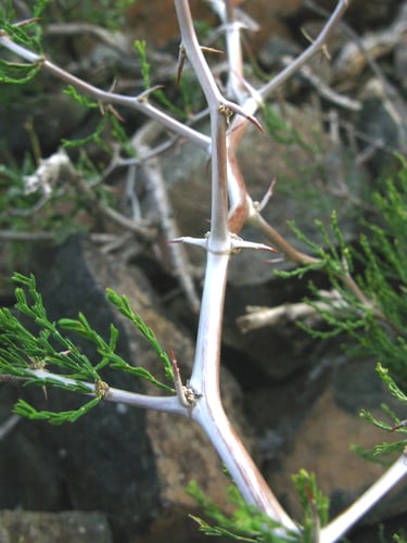 Asparagus burchellii (Katbossie) — photo