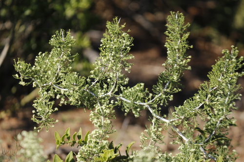 Asparagus burchellii