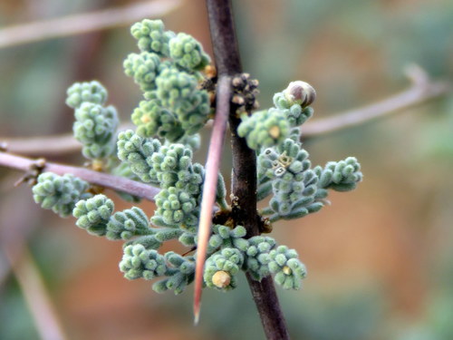 Asparagus capensis (Wild Asparagus) — photo