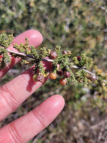 Asparagus capensis (Wild Asparagus) — photo