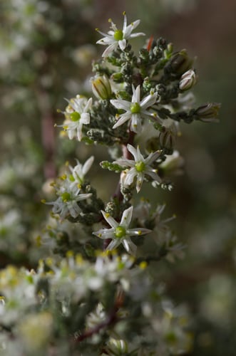Asparagus capensis