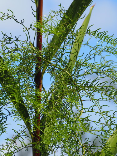 Asparagus cochinchinensis (Chinese asparagus) — photo