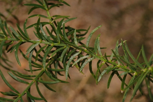 Asparagus cochinchinensis (Chinese asparagus) — photo