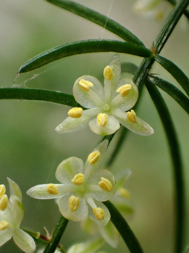 Asparagus cochinchinensis