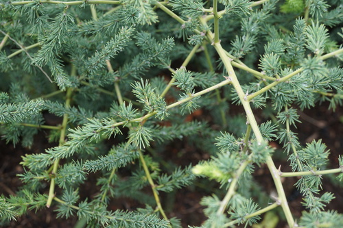 Asparagus cooperi (Wild asparagus) — photo