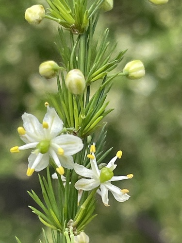 Asparagus cooperi (Wild asparagus) — photo