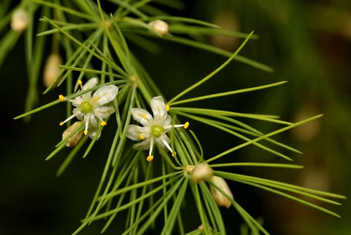 Asparagus cooperi