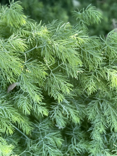 Asparagus declinatus — photo