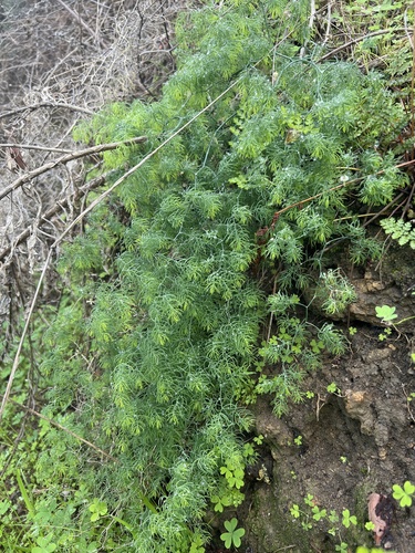 Asparagus declinatus — photo