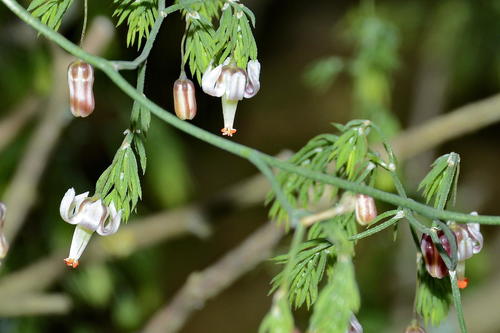 Asparagus declinatus
