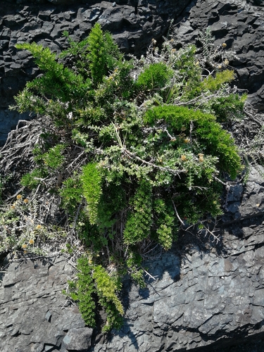 Asparagus densiflorus (Foxtail fern) — photo