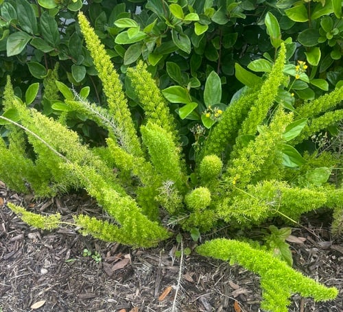 Asparagus densiflorus (Foxtail fern) — photo