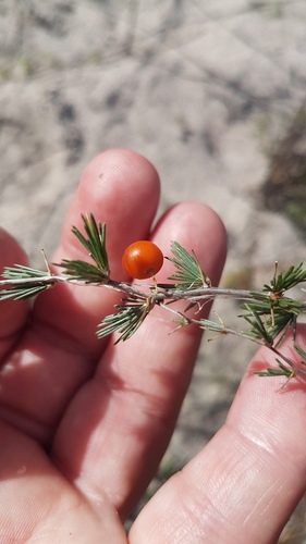 Asparagus exuvialis — photo