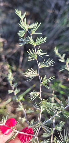 Asparagus exuvialis — photo
