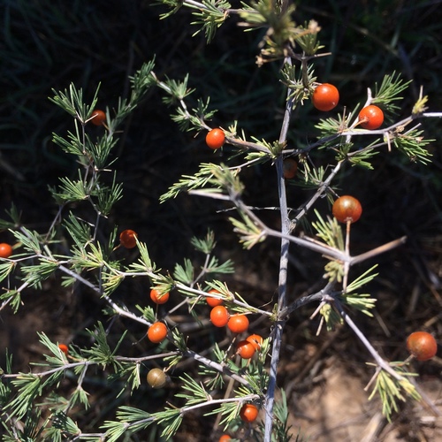 Asparagus exuvialis