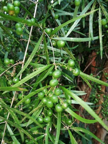 Asparagus falcatus (Sicklethorn) — photo