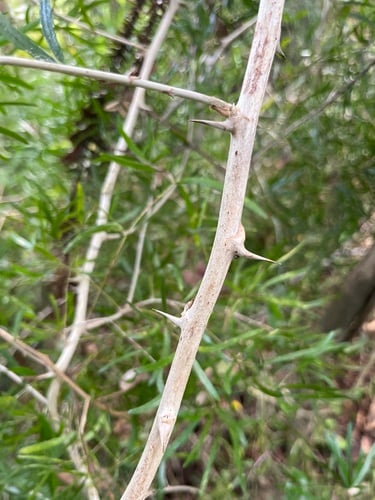 Asparagus falcatus (Sicklethorn) — photo