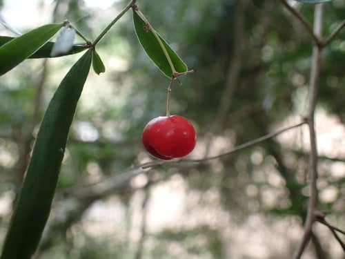 Asparagus falcatus
