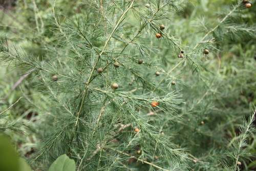 Asparagus flagellaris (Hyena thorn) — photo