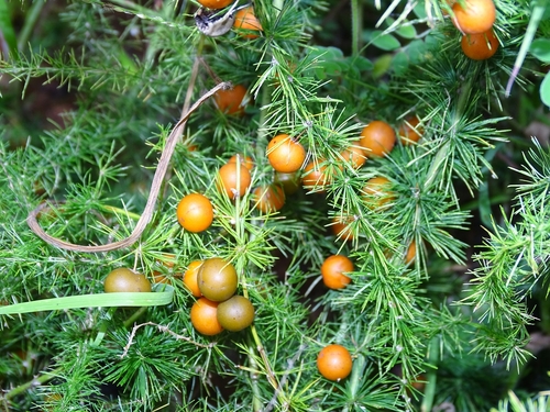 Asparagus flagellaris (Hyena thorn) — photo