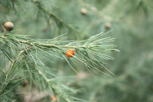 Asparagus flagellaris