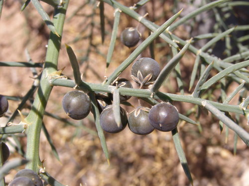 Asparagus horridus (Grey asparagus) — photo