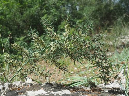 Asparagus horridus (Grey asparagus) — photo