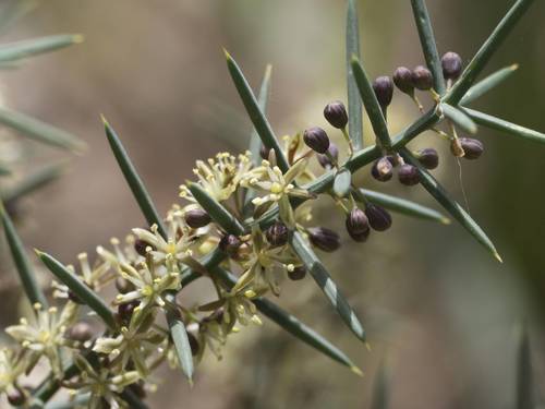Asparagus horridus