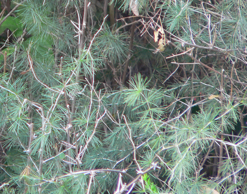 Asparagus laricinus (Cluster-leaved asparagus) — photo