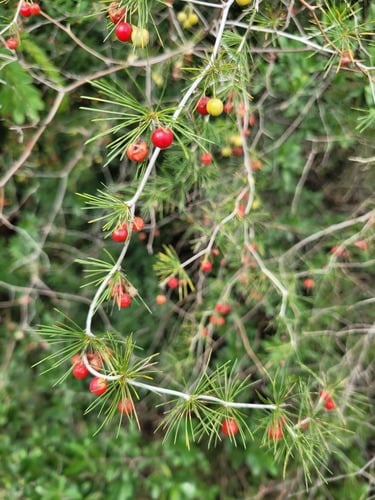Asparagus laricinus