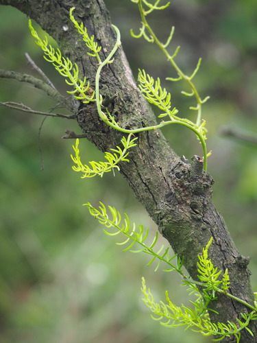 Asparagus lucidus (Tianmendong) — photo