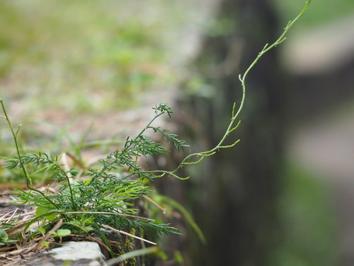 Asparagus lucidus