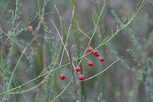 Asparagus maritimus — photo
