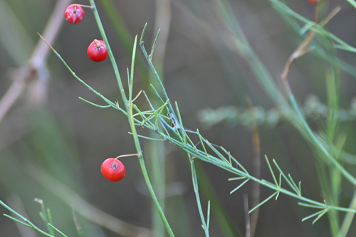 Asparagus maritimus — photo