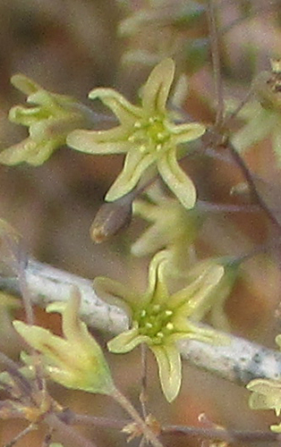 Asparagus nelsii (Sandveld asparagus) — photo