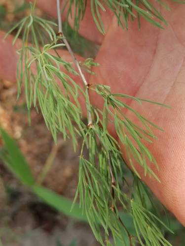 Asparagus nelsii (Sandveld asparagus) — photo