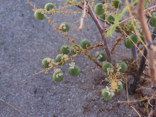 Asparagus nelsii