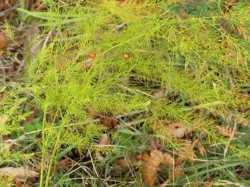 Asparagus officinalis (Asparagus) — photo